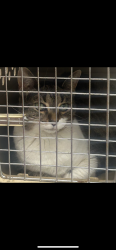Lost Female Cat last seen Walnut Street Pike / Pepperchase, Bloomington, IN 47401