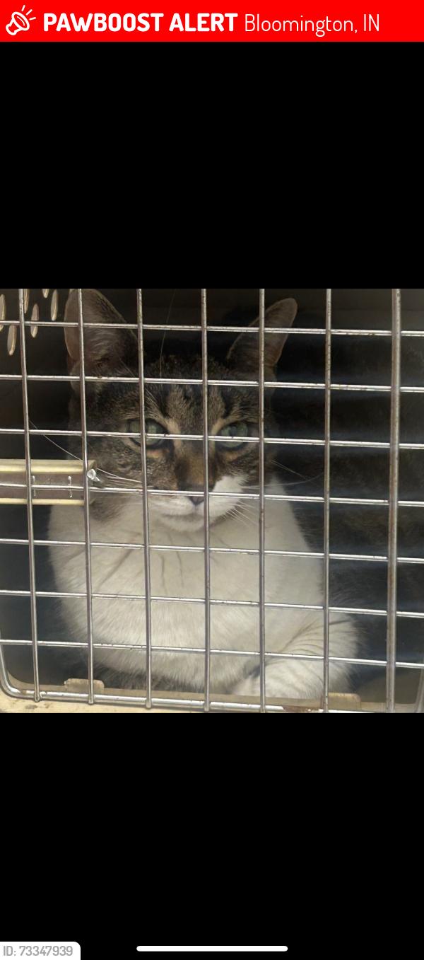 Lost Female Cat last seen Walnut Street Pike / Pepperchase, Bloomington, IN 47401