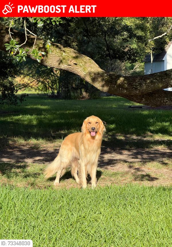 Lost Male Dog last seen Porters mill subdivision, Montgomery County, TX 77357