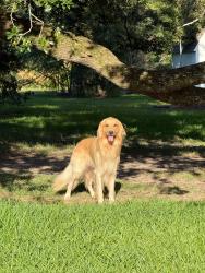 Lost Male Dog last seen Porters mill subdivision, Montgomery County, TX 77357