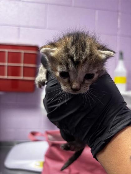 Shelter Stray Female Cat last seen Near Dyer St, CITY of El Paso, TX, 5001 Fred Wilson Ave, El Paso, TX 79906, USA