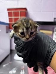 Shelter Stray Female Cat last seen Near Dyer St, CITY of El Paso, TX, 5001 Fred Wilson Ave, El Paso, TX 79906, USA
