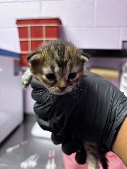 Shelter Stray Female Cat last seen Near Dyer St, CITY of El Paso, TX, 5001 Fred Wilson Ave, El Paso, TX 79906, USA