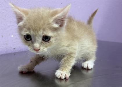 Shelter Stray Female Cat last seen Near Railroad, CITY of El Paso, TX, 5001 Fred Wilson Ave, El Paso, TX 79906, USA