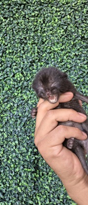 Shelter Stray Unknown Cat last seen Near Bywood Drive, CITY of El Paso, TX, 5001 Fred Wilson Ave, El Paso, TX 79906, USA