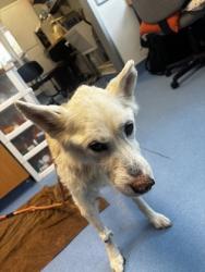 Shelter Stray Female Dog last seen Near Arbor Ridge Ct Atlanta, GA 30340, 30340, GA, 3280 Chamblee Dunwoody Rd, Chamblee, GA 30341, USA