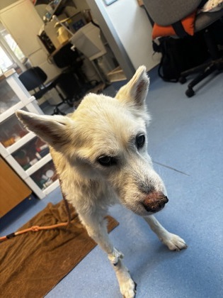 Shelter Stray Female Dog last seen Near Arbor Ridge Ct Atlanta, GA 30340, 30340, GA, 3280 Chamblee Dunwoody Rd, Chamblee, GA 30341, USA