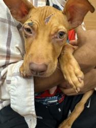 Shelter Stray Female Dog last seen Near Klondike Road, Lithonia, GA, 30038, 30038, GA, 3280 Chamblee Dunwoody Rd, Chamblee, GA 30341, USA