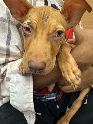 Shelter Stray Female Dog last seen Near Klondike Road, Lithonia, GA, 30038, 30038, GA, 3280 Chamblee Dunwoody Rd, Chamblee, GA 30341, USA