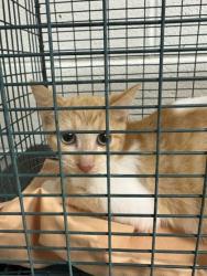 Shelter Stray Unknown Cat last seen Near dameron ave, City of Knoxville GP, TN, 3201 Division St, Knoxville, TN 37919, USA