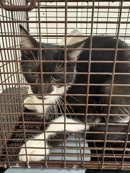 Shelter Stray Male Cat last seen Near Fort Sumter Rd., Knox County GP, TN, 3201 Division St, Knoxville, TN 37919, USA