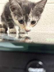 Shelter Stray Female Cat last seen Near tamarack rd, City of Knoxville GP, TN, 3201 Division St, Knoxville, TN 37919, USA