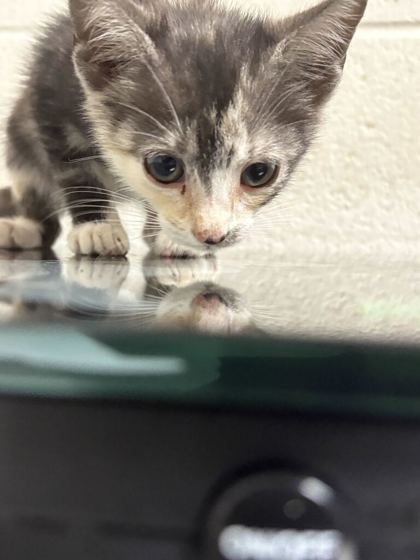 Shelter Stray Female Cat last seen Near tamarack rd, City of Knoxville GP, TN, 3201 Division St, Knoxville, TN 37919, USA