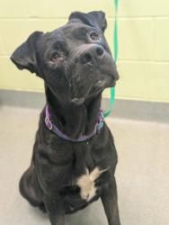 Shelter Stray Female Dog last seen Near Bostic Drive, Longview, City of, TX, 303 H G Mosley Pkwy, Longview, TX 75604, USA