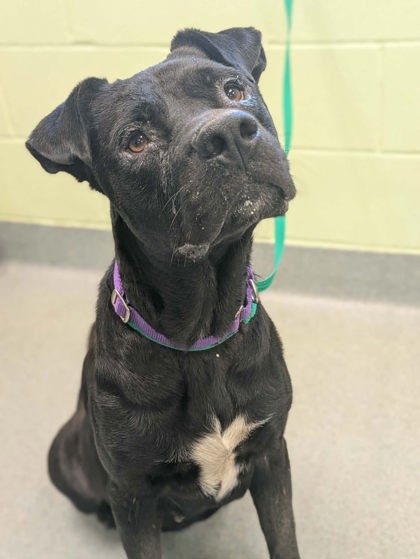 Shelter Stray Female Dog last seen Near Bostic Drive, Longview, City of, TX, 303 H G Mosley Pkwy, Longview, TX 75604, USA