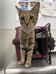 Shelter Stray Female Cat last seen Owner abandoned cat during surrender assessment, Mecklenburg County, NC, 1348 Parker Dr, Charlotte, NC 28208, USA