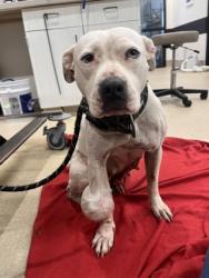 Shelter Stray Female Dog last seen Near Roosevelt Hwy, Atlanta, GA, 1251 Fulton Industrial Blvd NW, Atlanta, GA 30336, USA