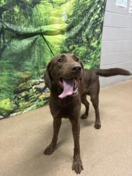 Shelter Stray Male Dog last seen Near Walker Road, 29621, Anderson County, SC, 1320 US-29, Anderson, SC 29626, USA