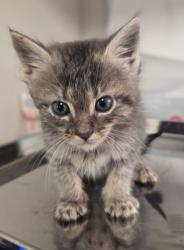 Shelter Stray Male Cat last seen Oak Meadow Rd & Post Oak Rd, Tollhouse Zone Fresno CO 4 93667, CA, 1510 W Dan Ronquillo Dr, Fresno, CA 93706, USA