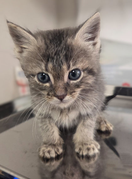 Shelter Stray Male Cat last seen Oak Meadow Rd & Post Oak Rd, Tollhouse Zone Fresno CO 4 93667, CA, 1510 W Dan Ronquillo Dr, Fresno, CA 93706, USA