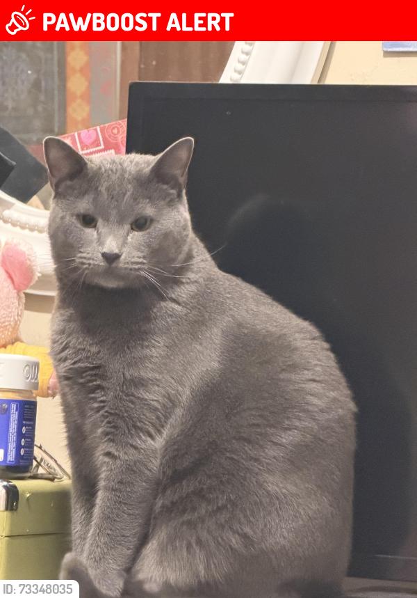 Lost Male Cat last seen At the stop sign intersection of mosteller dr and arant dr, Lancaster County, SC 29720