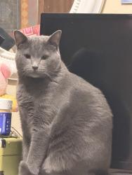 Lost Male Cat last seen At the stop sign intersection of mosteller dr and arant dr, Lancaster County, SC 29720
