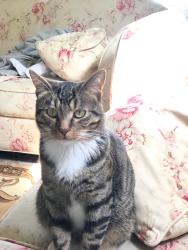 Reunited Male Cat last seen Westminster Ave and North Fairview Street, Santa Ana, CA 92706