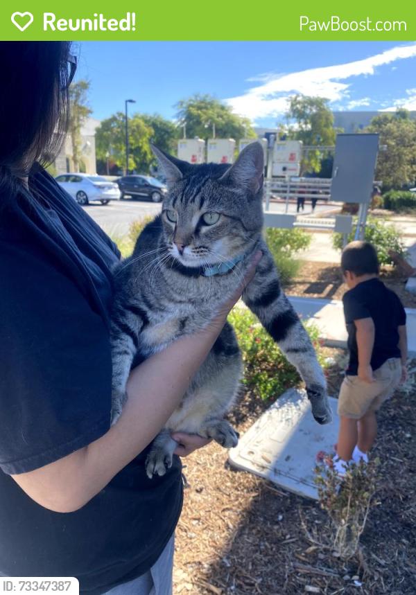 Reunited Unknown Cat last seen Hamal and Paramount, Irvine, CA 92618