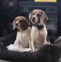 Reunited Female Dog last seen Teachers ridge and 259, Diana, TX 75640