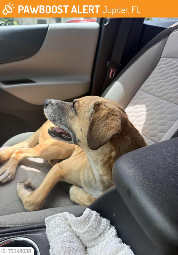 Found/Stray Male Dog last seen Near Nioga Dr, Jupiter Fl, Jupiter, FL 33458