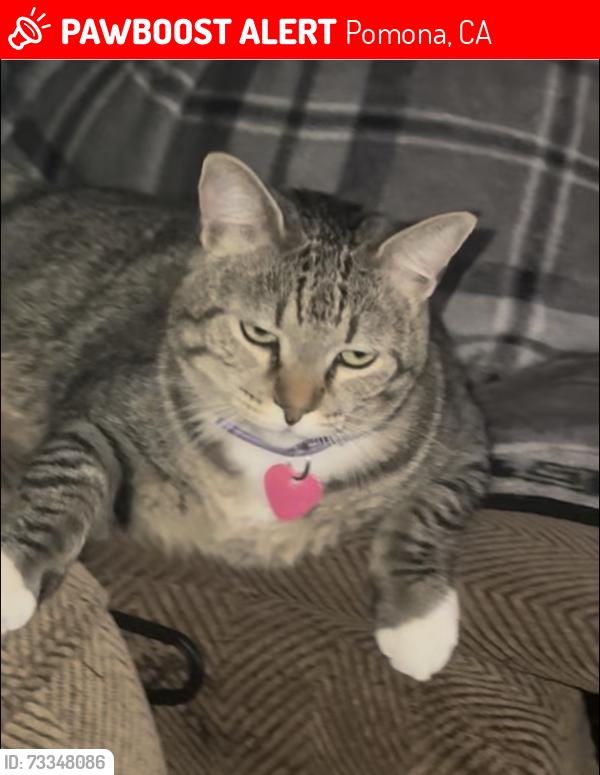 Lost Female Cat last seen Naresh and Lincoln, Pomona, CA 91767