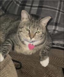 Lost Female Cat last seen Naresh and Lincoln, Pomona, CA 91767
