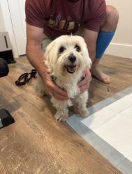Reunited Female Dog last seen Albino skunk festival, Greer, SC 29651
