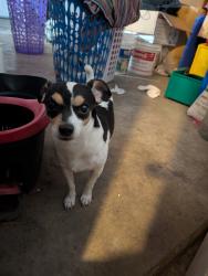 Reunited Male Dog last seen Asher Street, El Monte, CA 91733