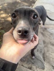 Lost Female Dog last seen San Pedro, Laredo, TX 78041