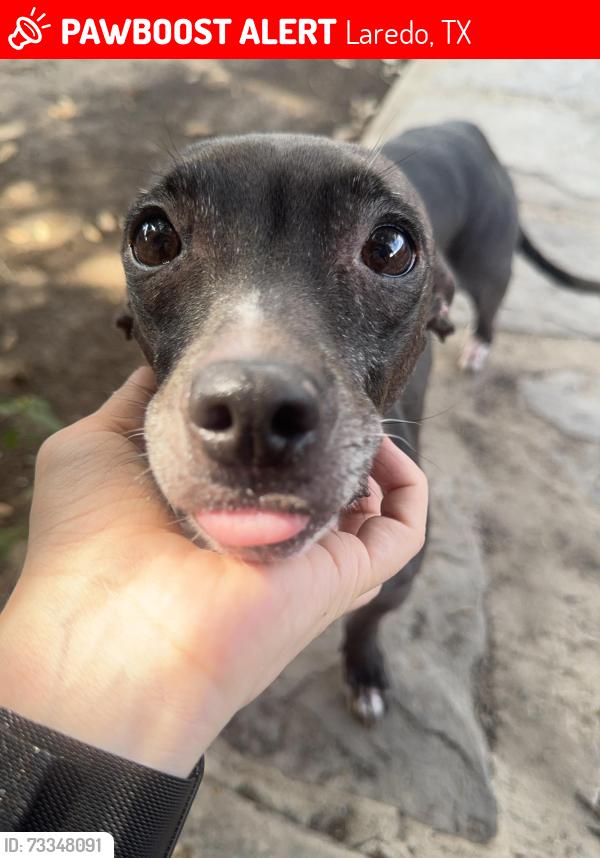 Lost Female Dog last seen San Pedro, Laredo, TX 78041