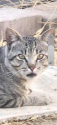 Lost Male Cat last seen Cottingham St, Cottinghm Ct, Todd St 92054, Oceanside, CA 92054