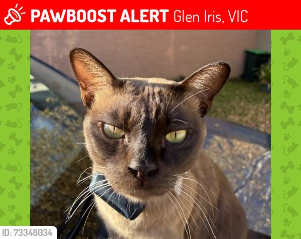 Lost Male Cat last seen Near Staughton Road, Glen Iris, VIC, Glen Iris, VIC 3146