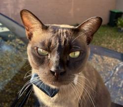 Lost Male Cat last seen Near Staughton Road, Glen Iris, VIC, Glen Iris, VIC 3146