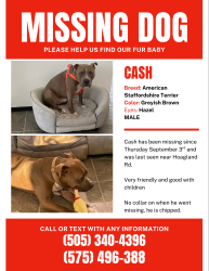 Lost Male Dog last seen Hoagland rd, Las Cruces, NM 88005