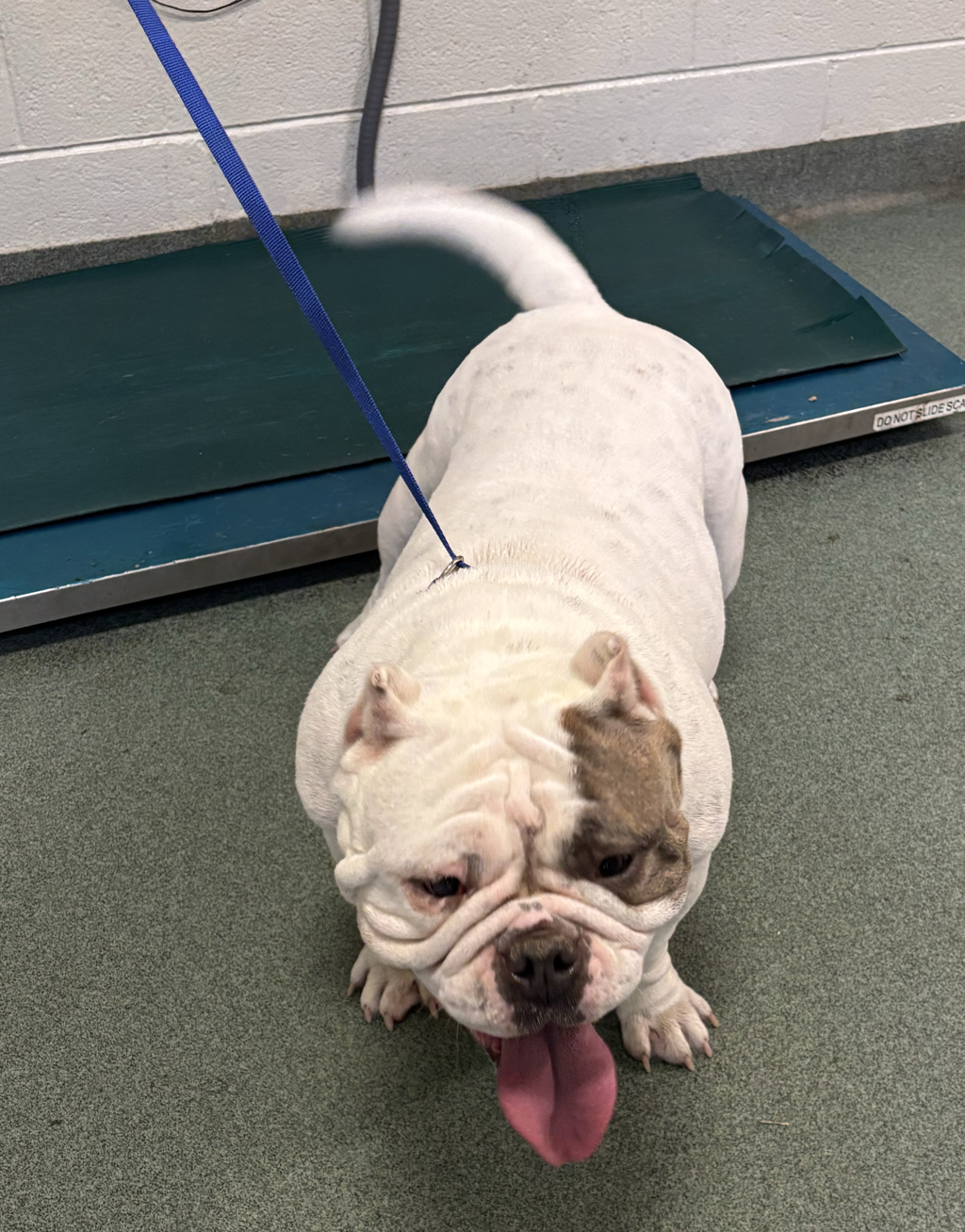 Shelter Stray Female Dog last seen Ridgerun Court, Chesterfield, VA, 23832, 9300 Public Works Rd, Chesterfield, VA 23832, USA