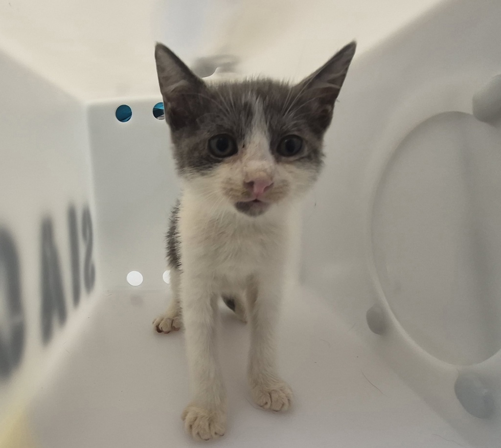 Shelter Stray Male Cat last seen Richmond Terrace, STATEN ISLAND, NY, 10302, 3139 Veterans Rd W, Staten Island, NY 10309, USA