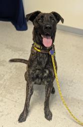 Shelter Stray Female Dog last seen Near 8th Avenue, SALT LAKE CITY, UT, 84143, 511 W 3900 S, Salt Lake City, UT 84123, USA