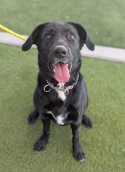 Shelter Stray Female Dog last seen Near E 100 S, SALT LAKE CITY, UT, 84102, 511 W 3900 S, Salt Lake City, UT 84123, USA