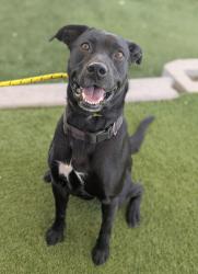 Shelter Stray Male Dog last seen Near N Warm Springs Road, SALT LAKE CITY, UT, 84116, 511 W 3900 S, Salt Lake City, UT 84123, USA