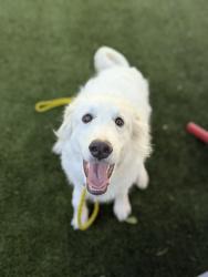 Shelter Stray Male Dog last seen Near Ensign Vista Drive, SALT LAKE CITY, UT, 84103, 511 W 3900 S, Salt Lake City, UT 84123, USA