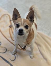 Shelter Stray Male Dog last seen Magna Township, UT, 84044, 511 W 3900 S, Salt Lake City, UT 84123, USA