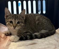 Shelter Stray Unknown Cat last seen Near Grand Concourse Street, BRONX, NY, 10468, 326 E 110th St, New York, NY 10029, USA