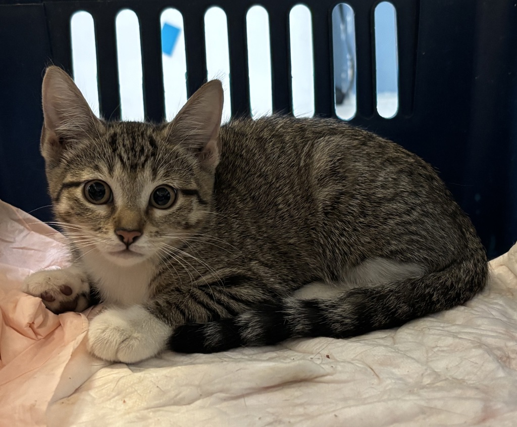 Shelter Stray Unknown Cat last seen Near Grand Concourse Street, BRONX, NY, 10468, 326 E 110th St, New York, NY 10029, USA