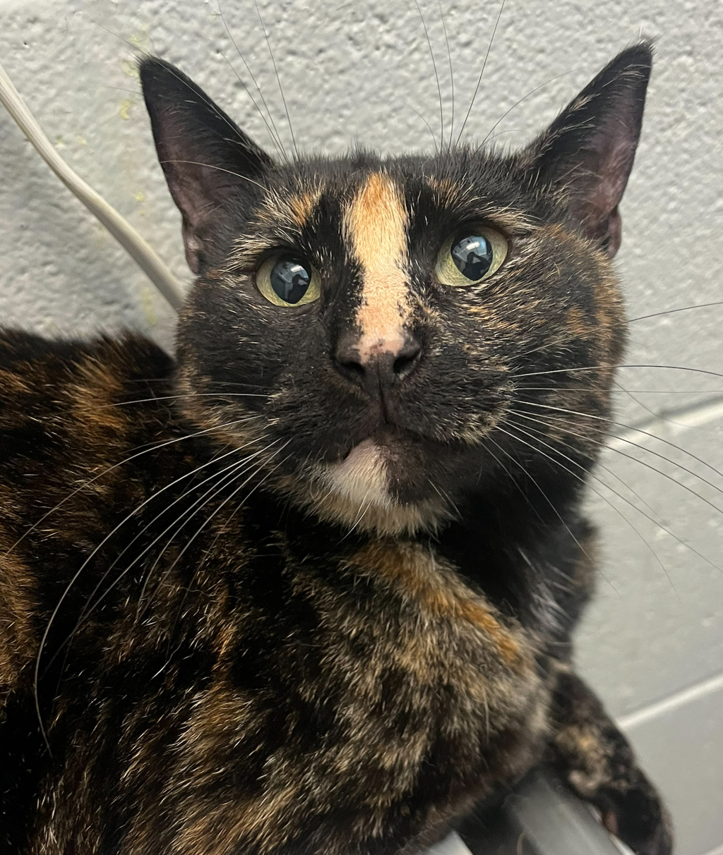 Shelter Stray Female Cat last seen w stanford ave & s balsam way, Denver, CO, 80123, 580 McIntyre St, Golden, CO 80401, USA